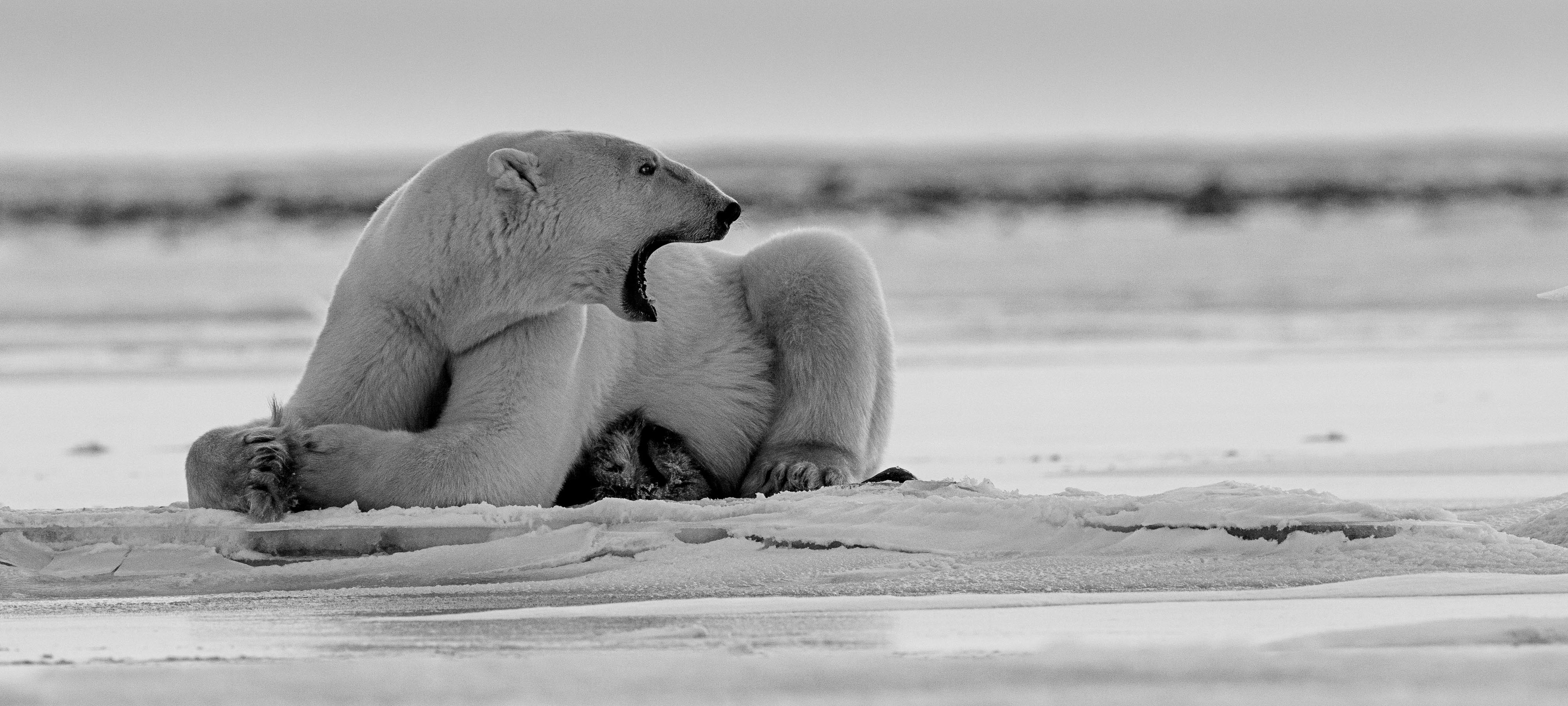 Yawning Polar Bear • Marko Dimitrijevic Photography