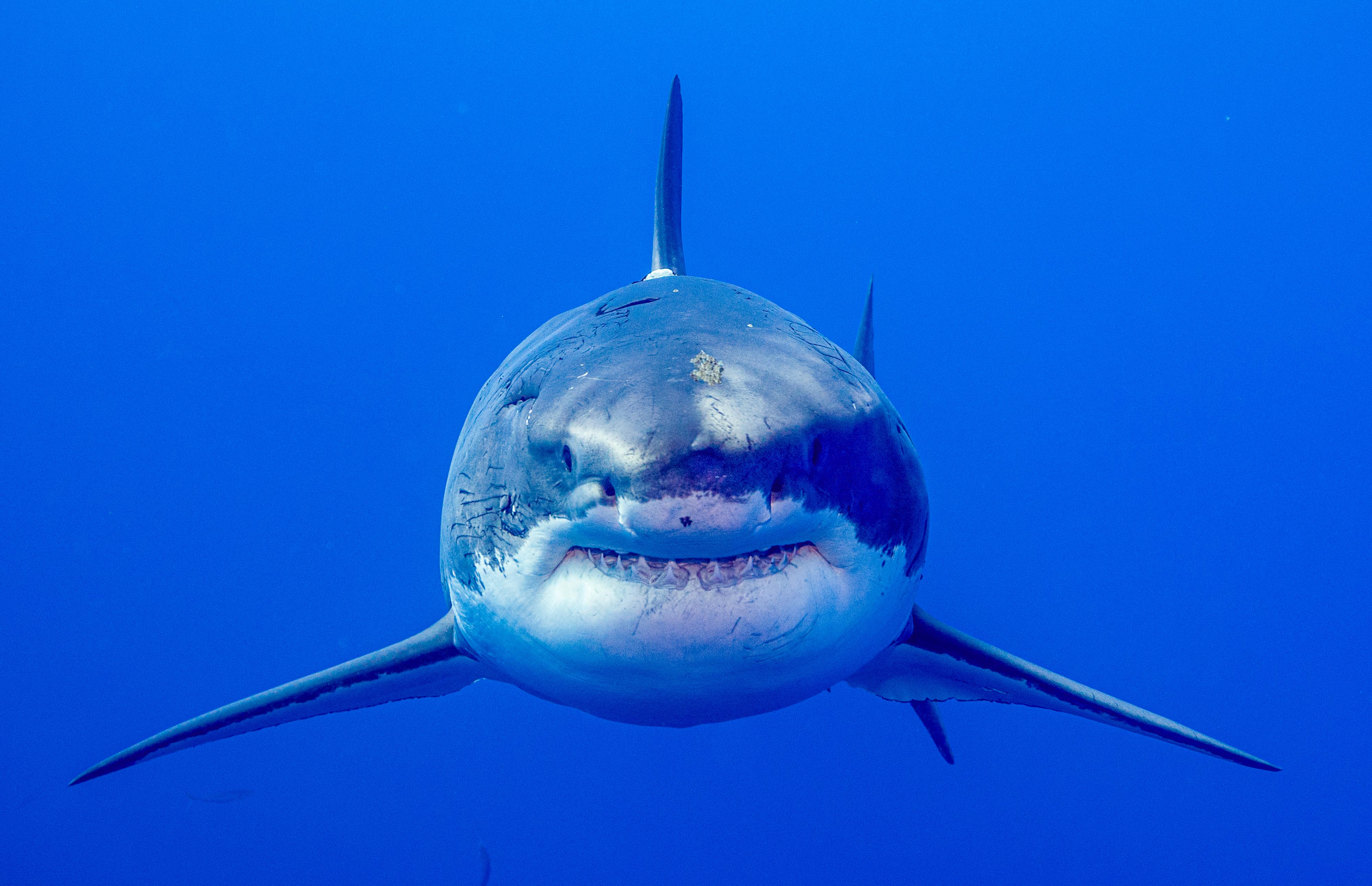 Great White Shark Head On Marko Dimitrijevic Photography