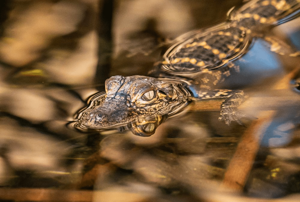 Marko Dimitrijevic Crocodile