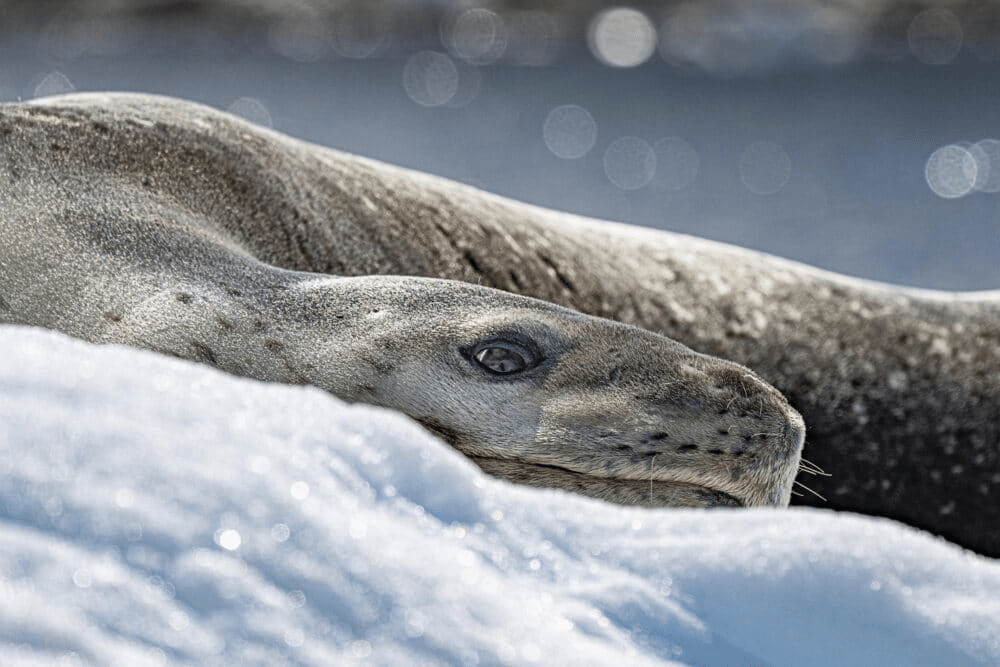 Marko Dimitrijevic Sea Lion