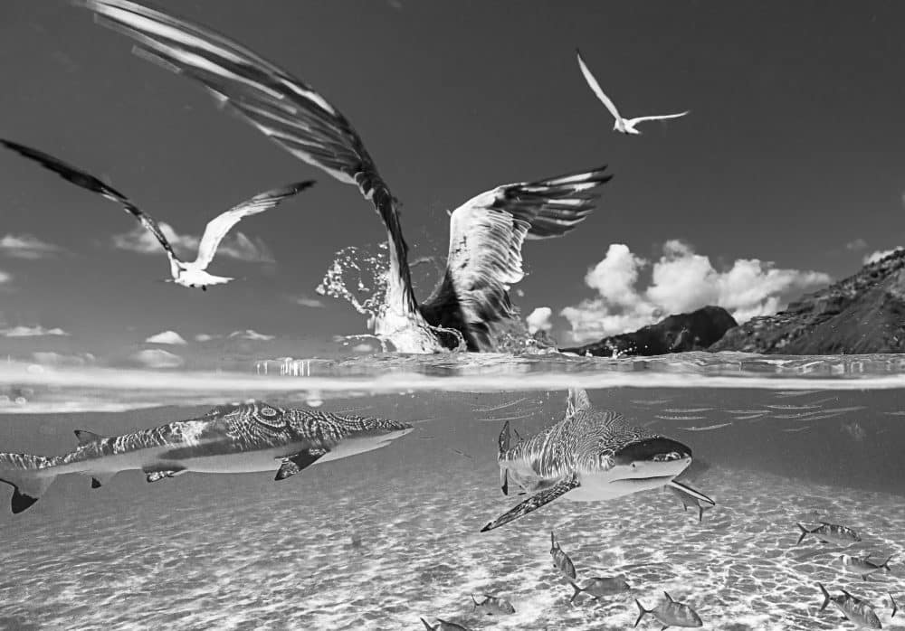Marko Dimitrijevic Underwater Photography - Birds and Sharks