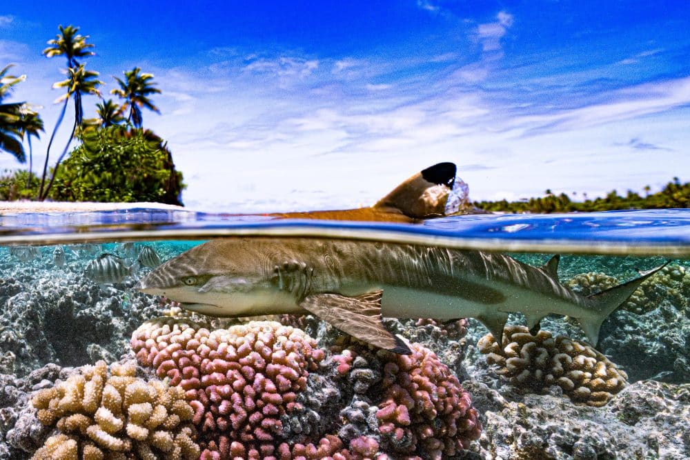 Marko Dimitrijevic Underwater Photography - Black Tip Reef Shark