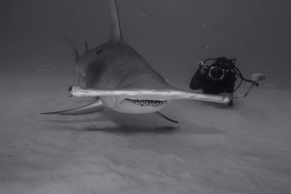 Marko Dimitrijevic Underwater Photography-Hammerhead Shark