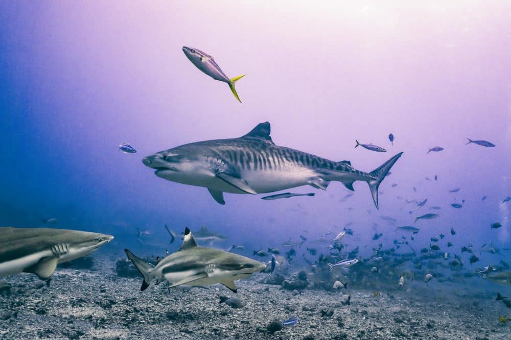 Marko Dimitrijevic Underwater Photography - Tiger Shark