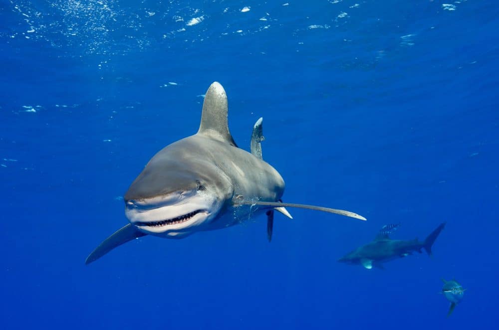 Marko Dimitrijevic Underwater Photography - White Tip Shark