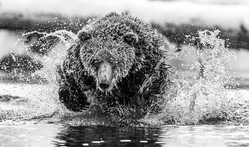 Marko Dimitrijevic WildLife Photography - Bear
