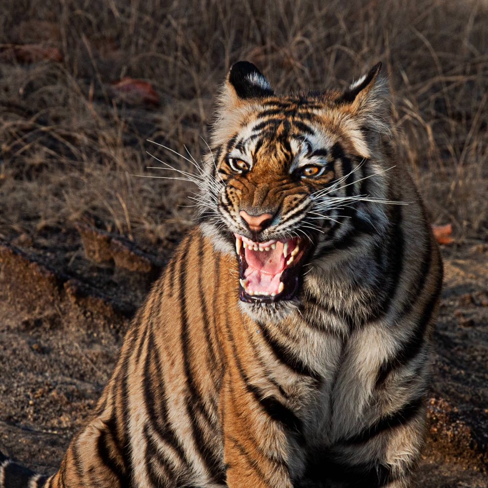 Marko Dimitrijevic WildLife Photography - Bengal Tiger