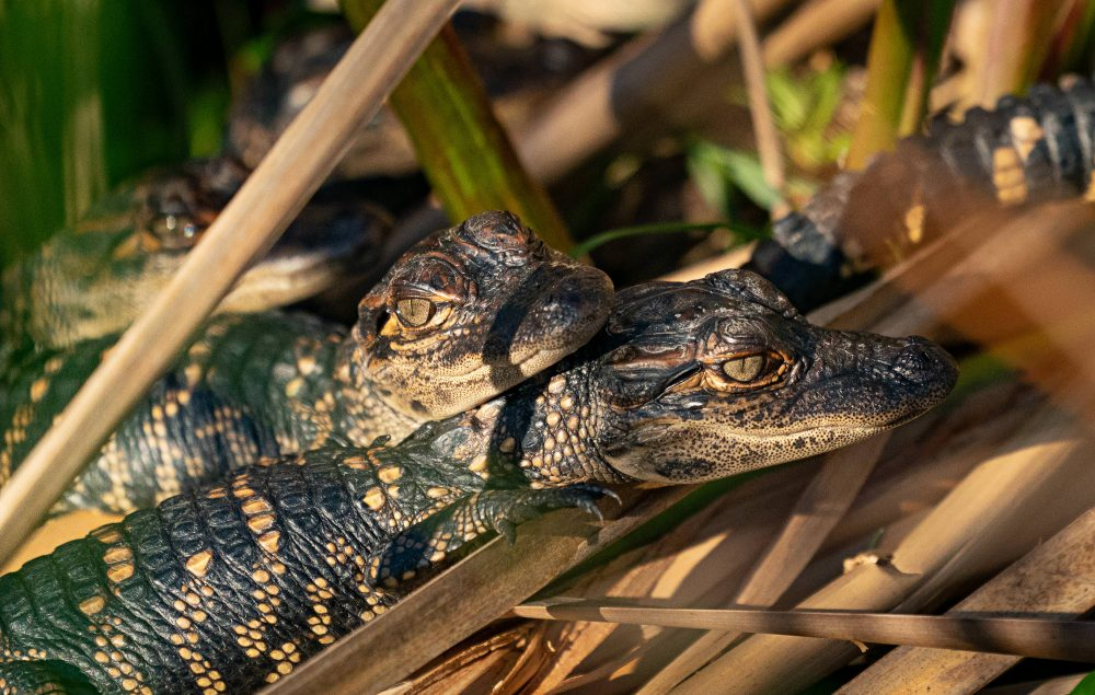 Marko Dimitrijevic WildLife Photography - Crocodile hatchlings