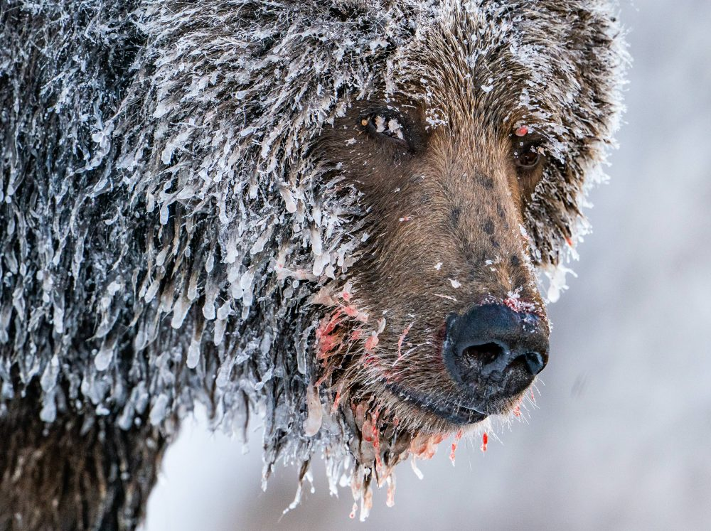 Marko Dimitrijevic WildLife Photography - Grizzly Bear