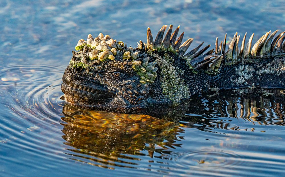 Marko Dimitrijevic WildLife Photography - Marine iguana