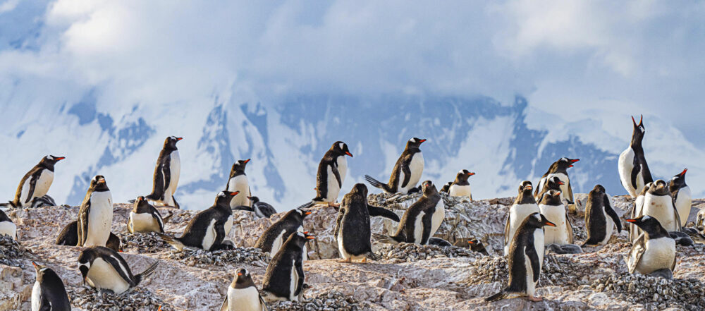 Marko Dimitrijevic WildLife Photography - Penguins