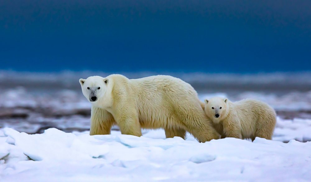 Marko Dimitrijevic WildLife Photography - Polar bears