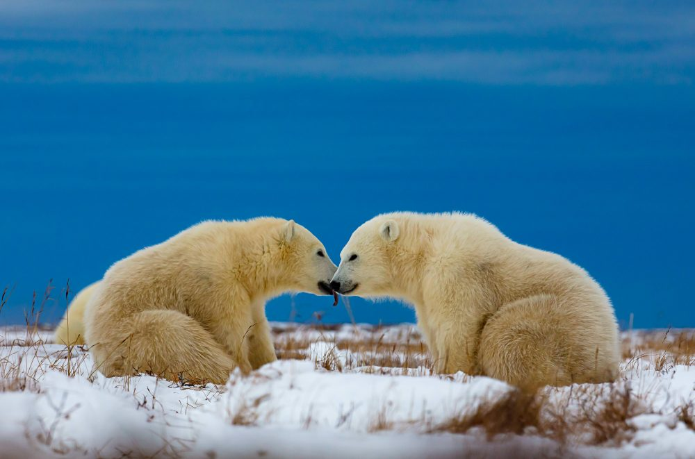 Marko Dimitrijevic WildLife Photography - Polar bears