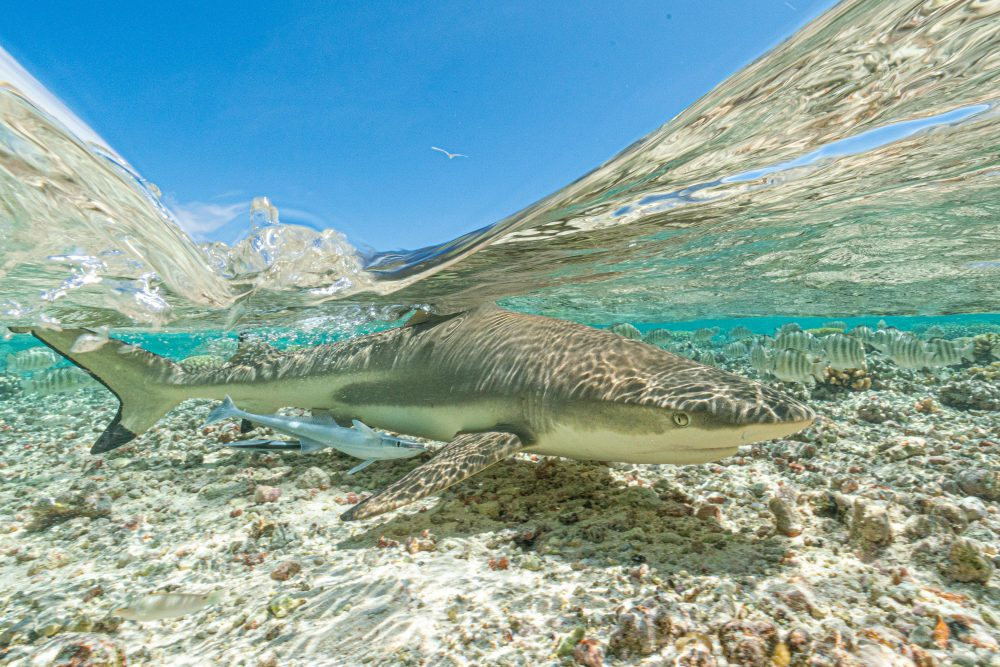 Marko Dimitrijevic WildLife Photography - Shark