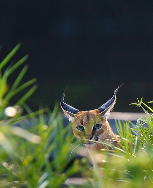Marko Dimitrijevic WildLife Photography - caracal