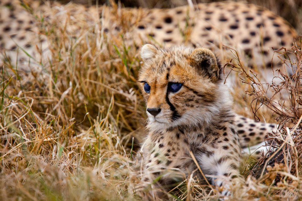 Marko Dimitrijevic WildLife Photography - cheetah cub