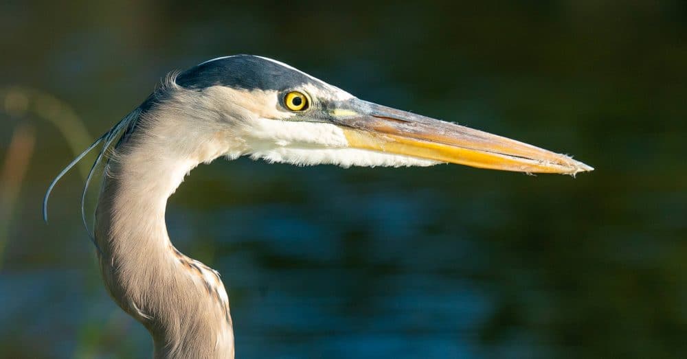 Blue Heron Portrait Wild Life Photography by Marko Dimitrijevic