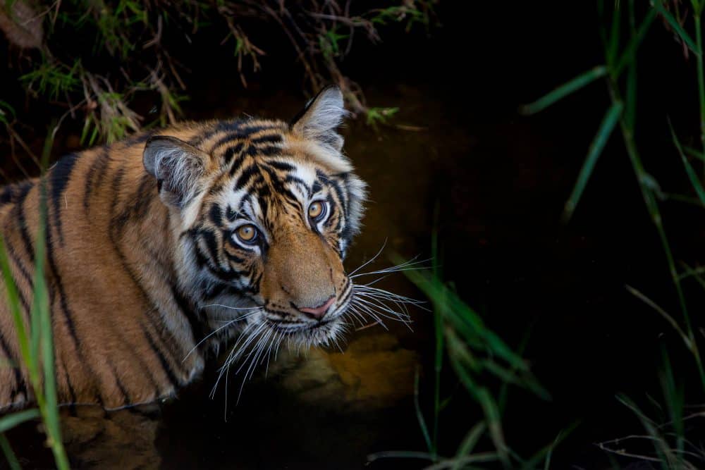 Discover The Majestic Tiger Portrait By Marko Dimitrijevic Photography