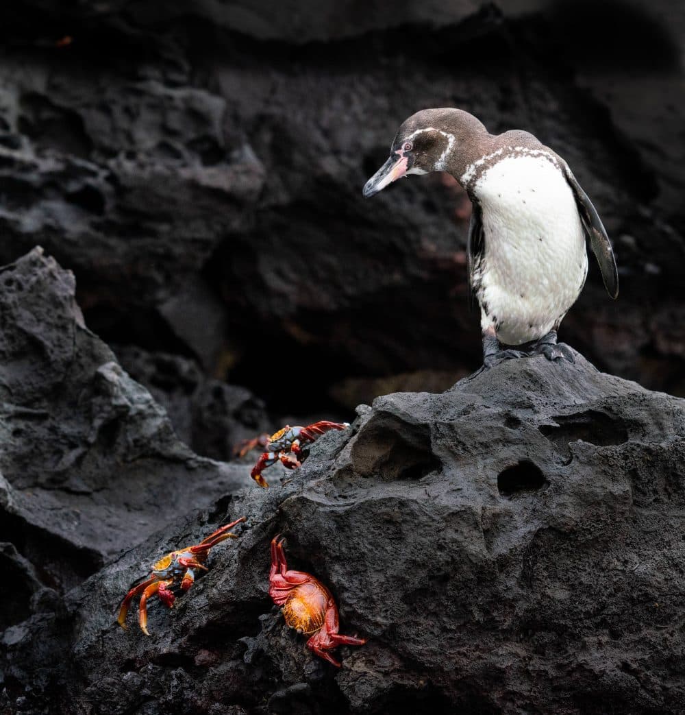 Discover The Unique Charm Of Bird And Crabs Wild Life Photography