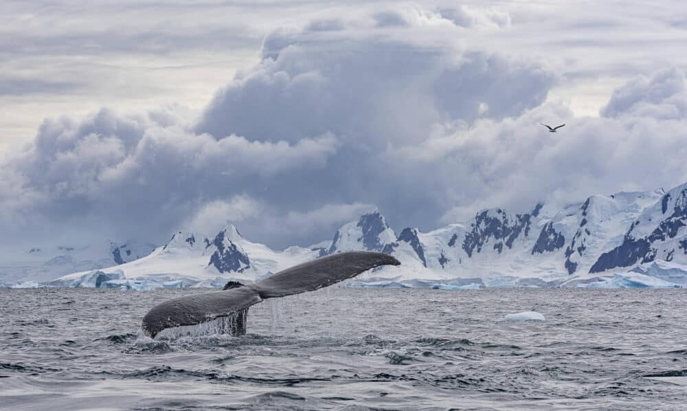 Marko Dimitrijevic Antarctica Photography - Humpback Fluke, Antarctic Range