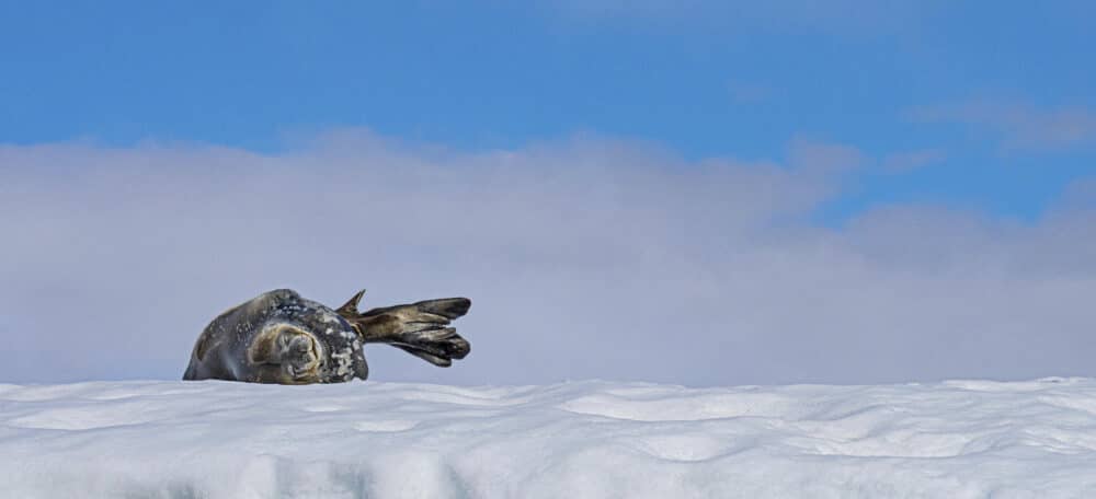 Marko Dimitrijevic Antarctica Photography - Weddell Seal Resting on Ice