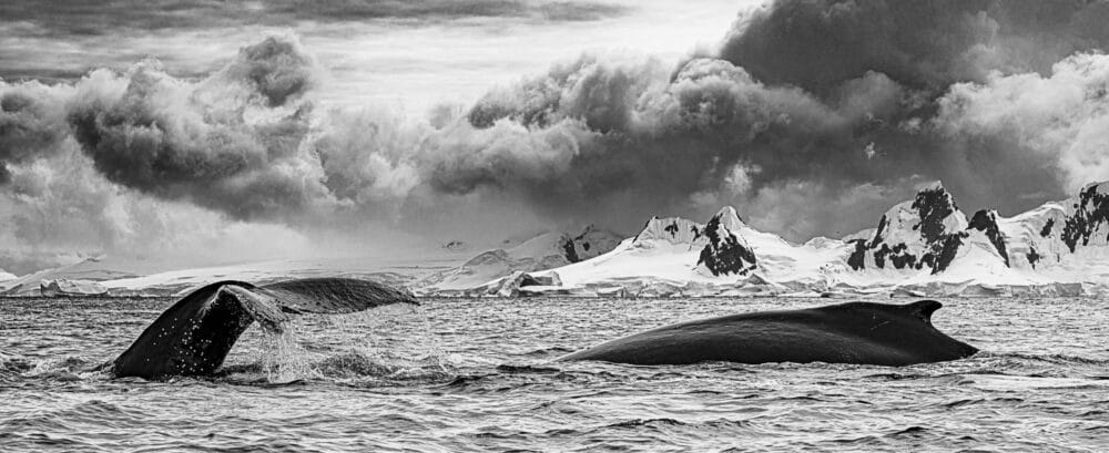 Marko Dimitrijevic Antarctica Photography - humpback whales