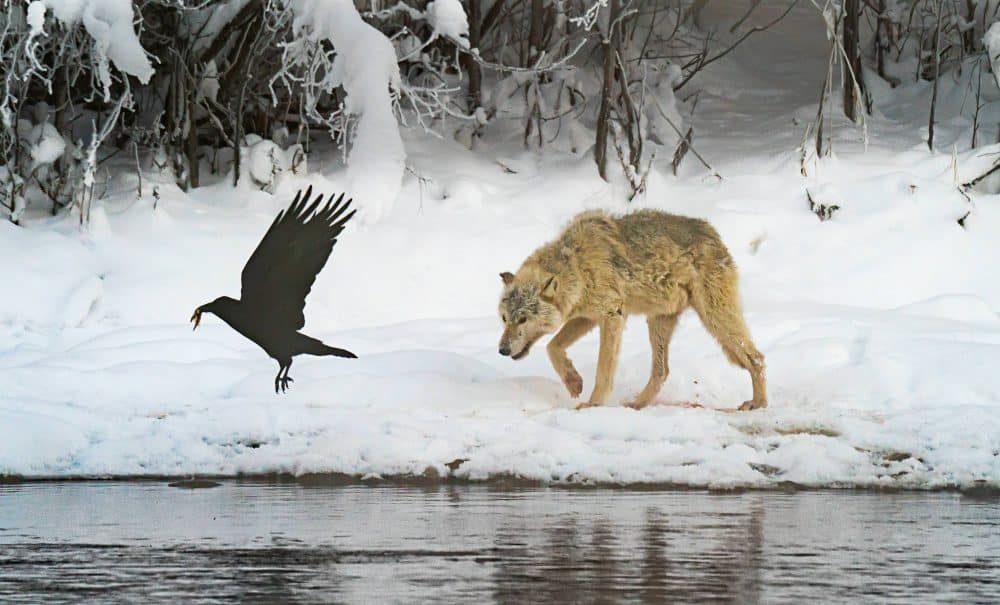 Marko Dimitrijevic Arctic Photography - Wolf and Raven