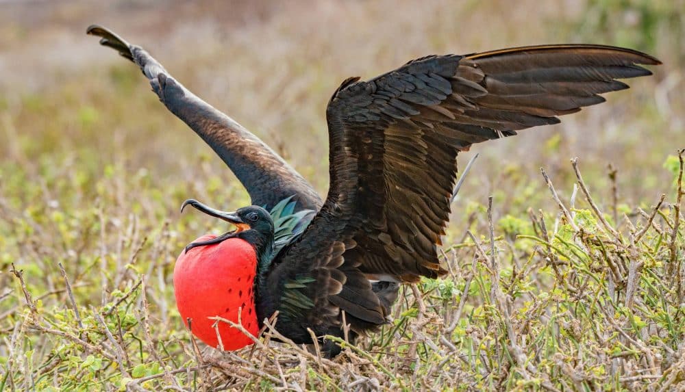 Stunning Frigate Bird Through Marko Dimitrijevic Fine Art