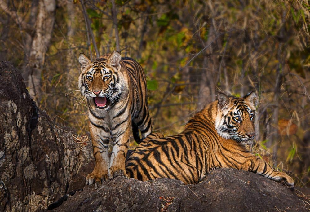 Discover The Unique Fine Art Tiger Photography By Marko Dimitrijevic