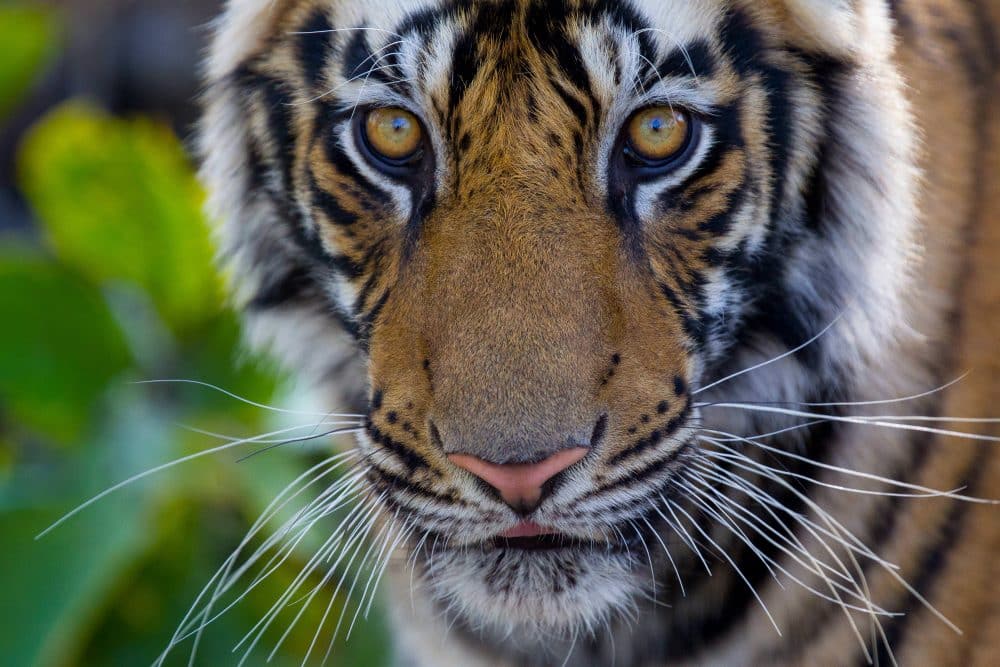 Tiger Portrait Wild Life Photography by Marko Dimitrijevic