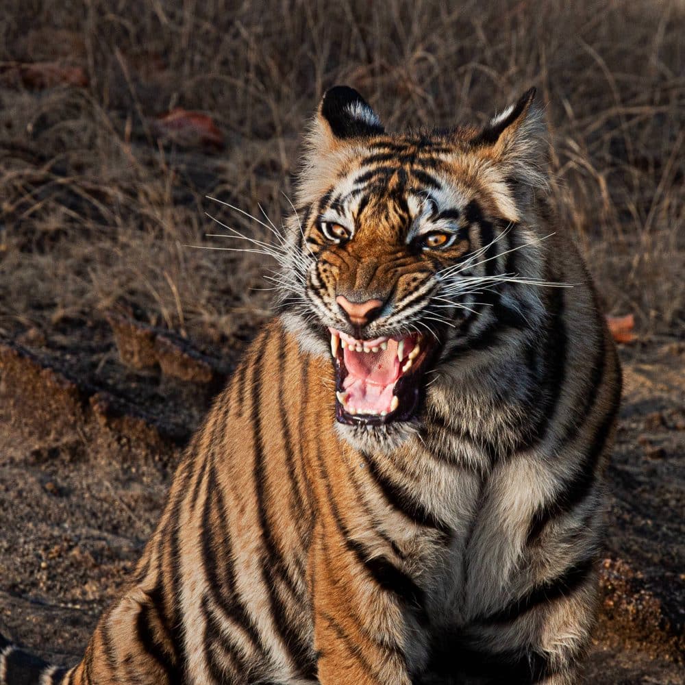 Tiger Roaring Wild Life Photography