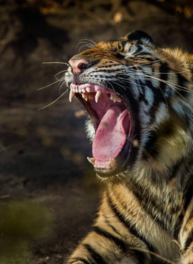 Tiger Yawning