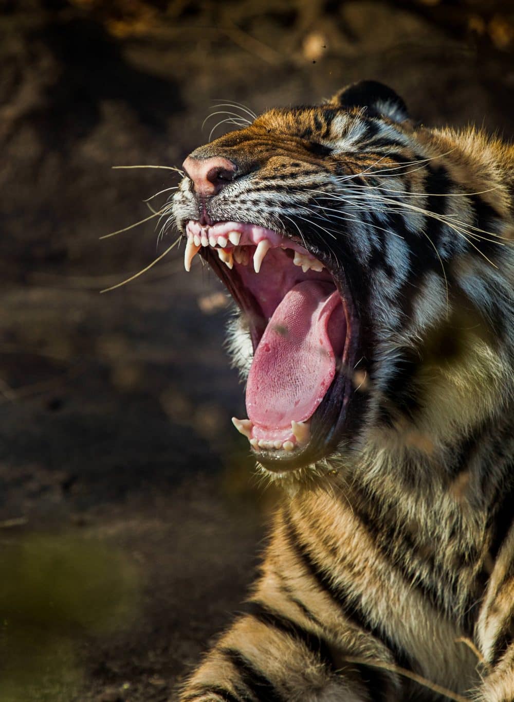 Tiger Yawning