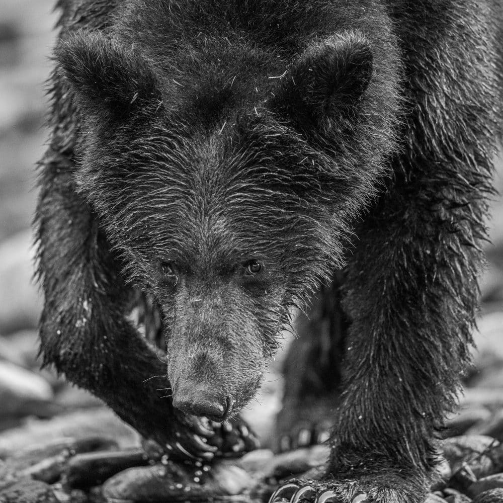 Wild Life Photography Bear BW By Marko Dimitrijevic